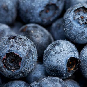 blueberry refrigeration